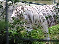 Tigre blanc (00)